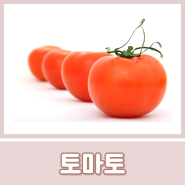 토마토 효능 칼로리 제철 부작용 하루 섭취량