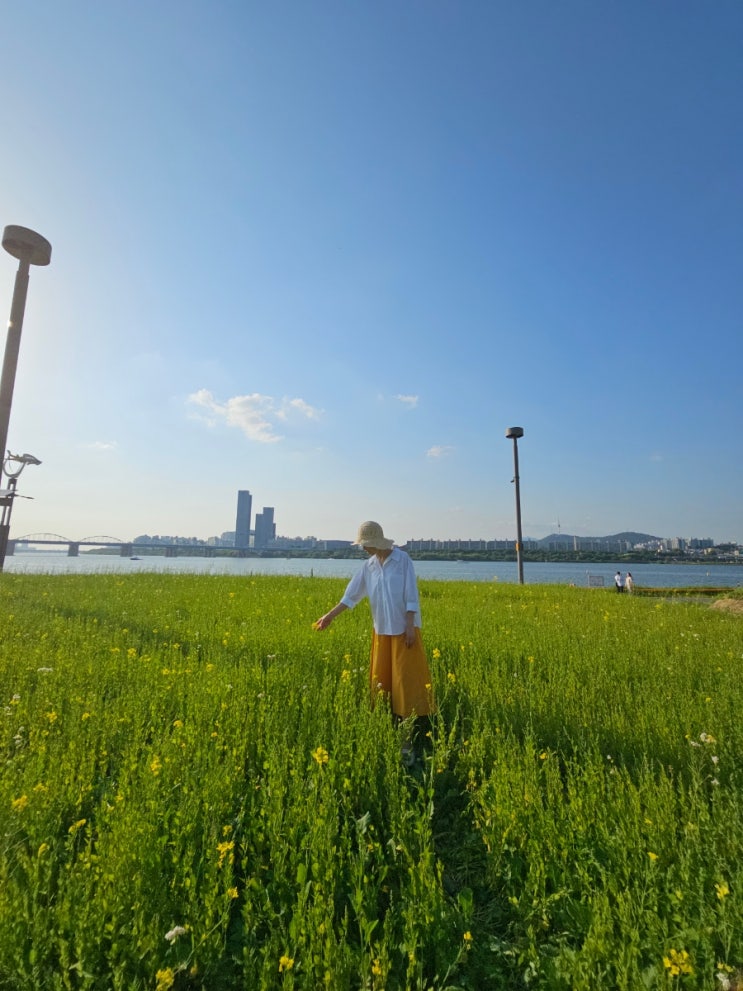 서울 반포 한강공원 나들이 유채꽃 일몰 명소 6월 돗자리 그늘막 텐트 피크닉 갈만한 곳 : 네이버 블로그