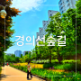 서울 홍대데이트 경의선숲길 연남동구간 주차 산책로 장미꽃 명소