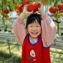 콩순이 어린이집 생활 토마토 따기 체험