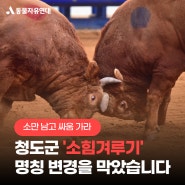 [소만 남고 싸움 가라] 청도군 ‘소힘겨루기’ 명칭 변경을 막았습니다