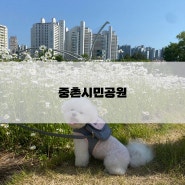 대전 샤스타데이지꽃 명소 애견동반 가능한 중촌시민공원