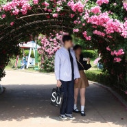 창원 가볼만한곳 장미공원 만개한 장미꽃 꽃구경