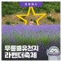 "2024 무릉별유천지 라벤더축제🌸" 개최