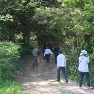 [5.18일~19]담양군평생교육원 산야초 인문학 강좌 "산야초 산행" 한국토종블루베리(정금나무)