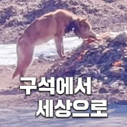 구석에서 세상으로 나오고 있는 다비 이야기