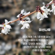 [식물과 친구하기] 부채를 닮은 한국 특산식물, 미선나무