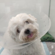 노견 키우기) 말티즈 9살 강아지 방광 요로결석 수술 후기