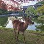 [여행] 일본 간사이 2일-교토에서 나라(나라사슴공원, 짐보관)
