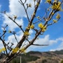 지리산 구례 산수유마을, 디티팜 사슴나무목장 길목