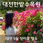 5월 대전 가볼만한곳 여행지 한밭수목원 장미꽃 명소
