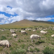 몽골 여행 비추 대신 추천하는 이유 6가지 정리!