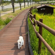 반려견 비만 예방 및 체중 감량 비법 봉봉이는 다이어트 중