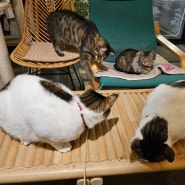 인천 신포동 카페 귀여운 고양이들이 있는 카페디힐