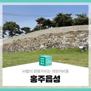 바람에 한들거리는 개양귀비들 홍주읍성