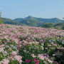 임실 가볼만한 곳 옥정호 붕어섬생태공원 작약꽃밭