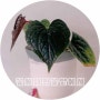 [식집사] 럭셔리 안스리움 / 안스리움 키우기 / 희귀식물 / Anthurium Lunxurians /