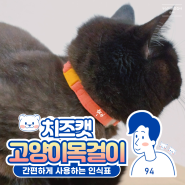 편안하게 사용하는 고양이인식표 치즈캣 고양이목걸이
