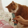 나응식 수의사의 냥쌤88스틱 스타터팩으로 고양이 파워업