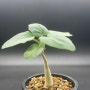 [아프리카식물] 운카리나 로에슬리나
