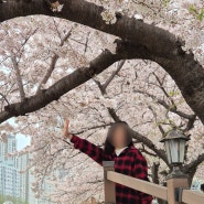 4월 일기_벚꽃구경