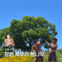 우영우팽나무로 유명한 창원 북부리 팽나무🌳