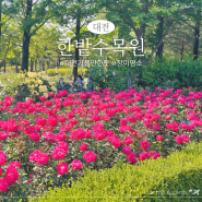 대전 가볼만한곳 장미 명소 한밭수목원 피크닉 꽃축제 실시간
