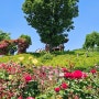 상주 가볼만한곳 함창명주테마파크공원 장미동산 5월 장미꽃 명소