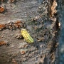 벚나무 모시나방 애벌레