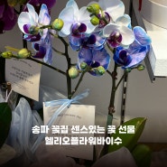 송파 꽃집 센스있는 꽃 선물 헬리오플라워바이수