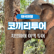 태국 치앙마이 코끼리 투어 먹이주기 짚라인 이색체험 후기
