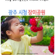 광주 시청 장미정원 꽃 구경 5월 가볼만한곳