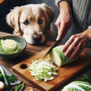 강아지 양배추 먹어도 괜찮을까요?