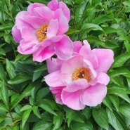 경주 작약꽃 명소와 서악마을에 핀 5월의 꽃들