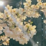 3월 : 벚꽃을 보면 참 슬퍼