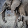 [EBS Power English] 24.5.21 Bangkok: The Elephant Sanctuary _방콕: 코끼리 보호 구역 (파워잉글리쉬)