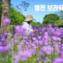 영천 보라 유채꽃 생태지구공원 영천 청유채꽃 주차정보