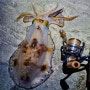 남해 무늬오징어 낚시여행(1박2일)