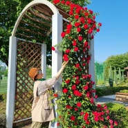 지역 동네 집 입구 대문 담장이 빨강 넝쿨 장미꽃 으로 장식 아름다워요