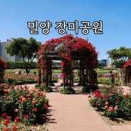 경남 5월 장미 명소 밀양 장미공원 주차 만개