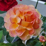 라파리지엔느 장미 La Parisienne Roses