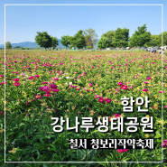 함안 강나루생태공원 청보리작약축제 엔딩 축제현황