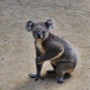 시드니 동물원 Sydney Zoo 꿀팁 (코알라와 사진 찍기)