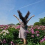 전북 임실여행, 옥정호 붕어섬 출렁다리 작약꽃밭과 임실치즈테마파크에서 당일치기