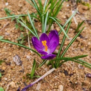이른 봄에 피었던 보라색 꽃 크로커스