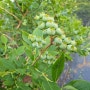 블루베리재배 블루베리열매 2차 열매솎기 적과로 특대사이즈 열매 만들기