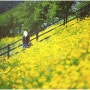사탄천 금계국_ 냉면 유명한 양평 옥천면에 피는 5월 6월 노란 꽃