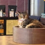 홍대 고양이가 사는 카페 디스코 플래닛