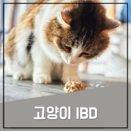 고양이 IBD 염증성장질환, 구토 설사가 계속될때 체크해보세요!