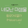 [재미있는 미생물 이야기] 네모난 미생물 - 할로아르쿨라 (Haloarcula)